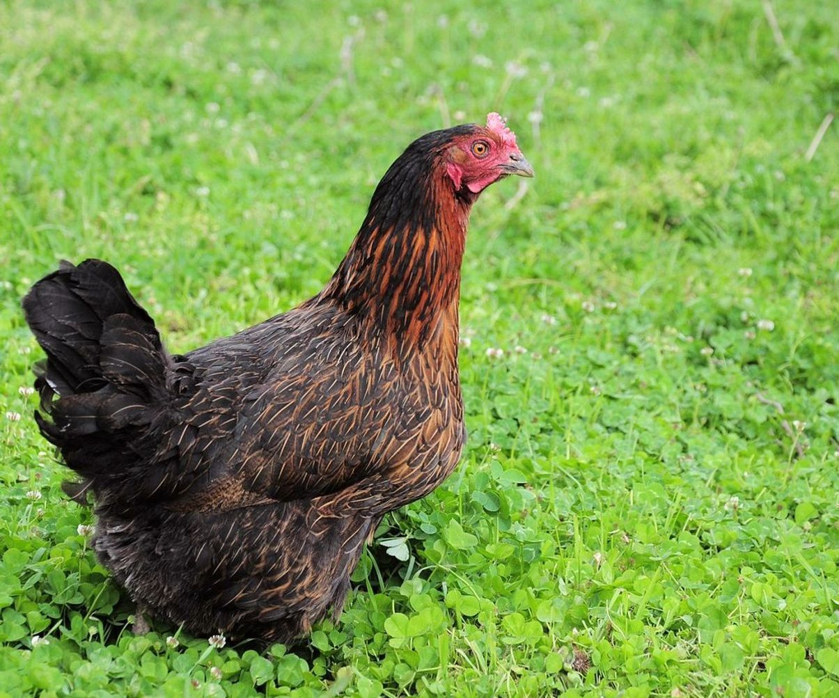 Estante con productos ecológicos y alimentos para la granja